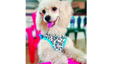 La dulce Nyky