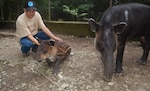 Tapir en cautiverio 'Catalina' evoluciona normalmente