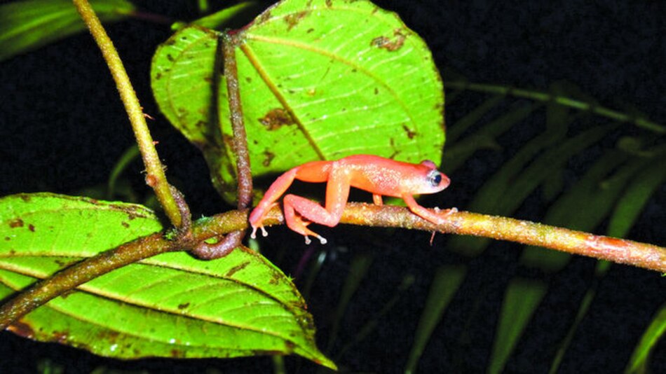 El croar de nuevas ranas en el istmo