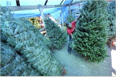 Aseo pide no botar arbolitos de Navidad a la basura y llevarlos este sábado a Calidonia y calle 50