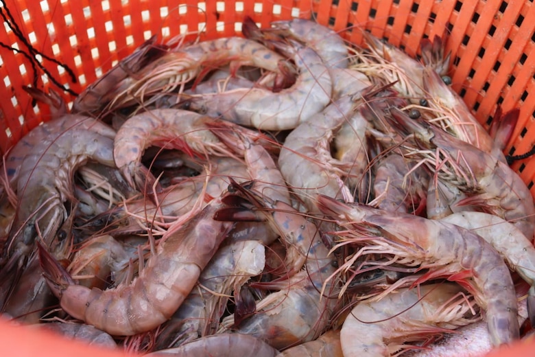 ARAP levanta la veda del camarón y anuncia nueva temporada de pesca hasta enero de 2026