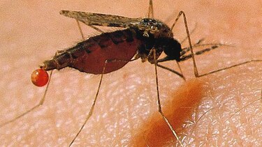 Emergen casos de malaria falciparum en el país