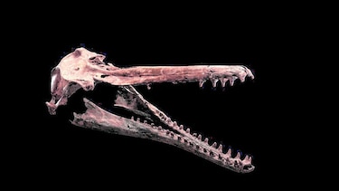 La historia contada por fósiles