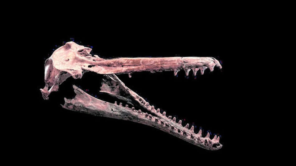 La historia contada por fósiles