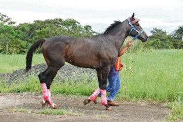 Equinos foráneos ya están en Panamá