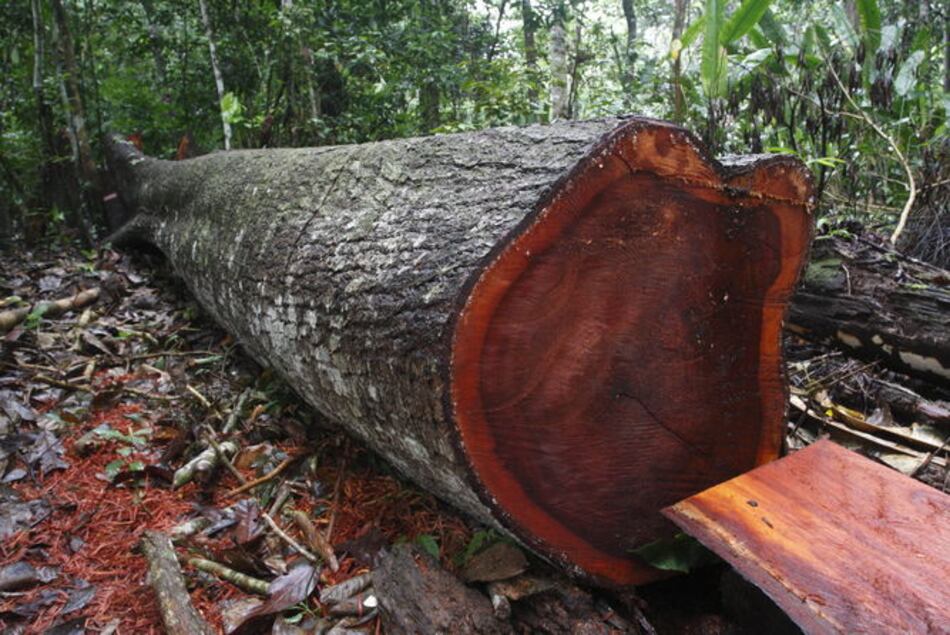Selva amazónica podría perder miles de especies de árboles