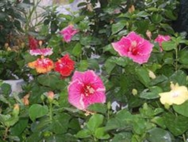 El impulso del turismo en El Limón y Altos de Campana