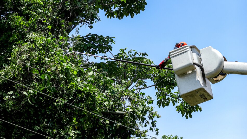 Trabajos de mantenimiento en la red eléctrica del 16 al 22 junio 2025