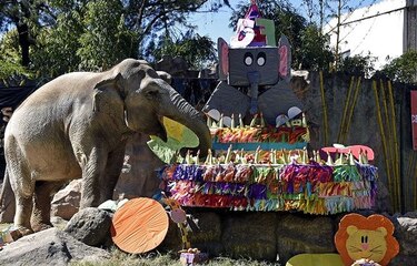 Elefanta Trompita celebra 57 años con pastel de frutas en Guatemala