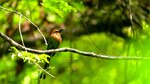 Para los amantes de las aves