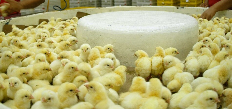 Empresas ecuatorianas reciben financiamiento para compra de Productos Toledanos