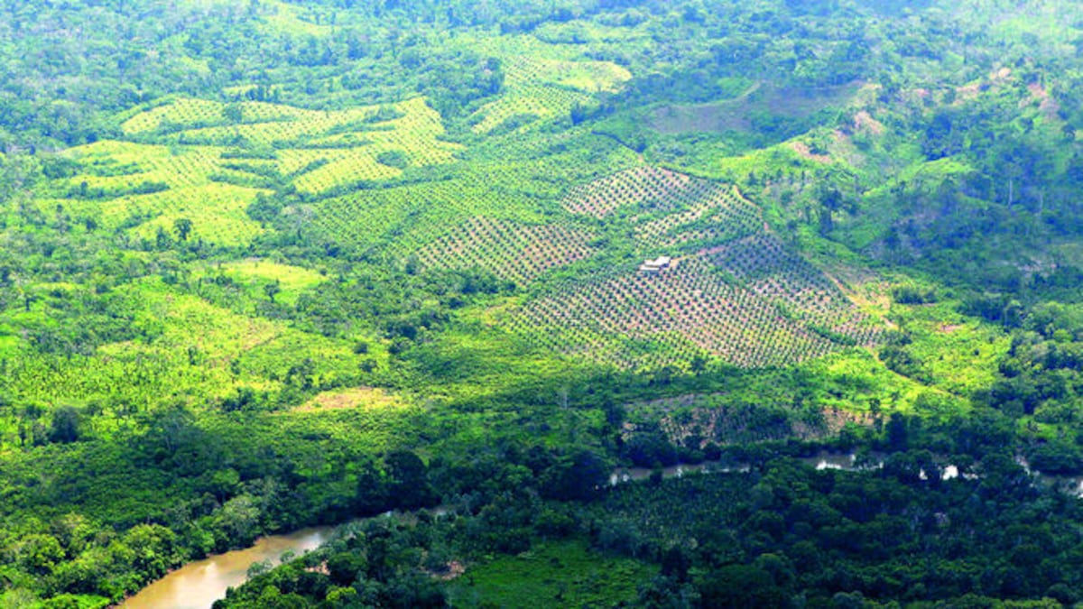 El cultivo que promueven la Fundación Panamá Canal de Vida y Palmares de Cupe, S.A., y por el cual el Ministerio de Ambiente los investiga, está dentro del Bosque Protector Alto Dari