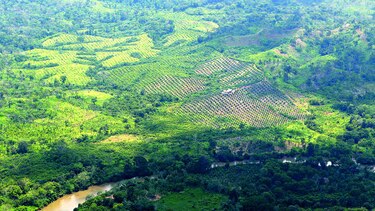 Carretera para fincas aceiteras
