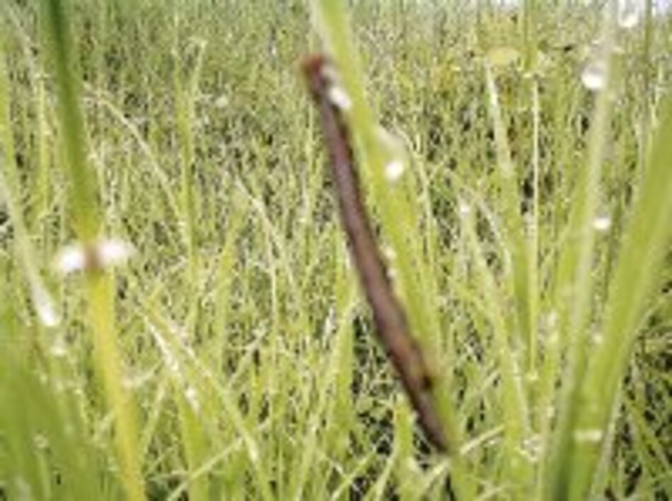 ‘Veranillo de san Juan’ este año será más corto