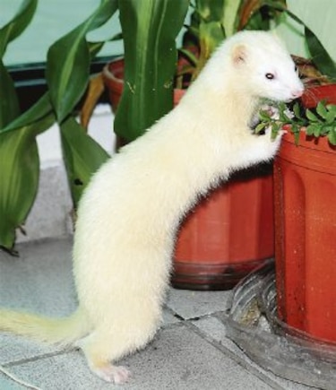Animales de compañía