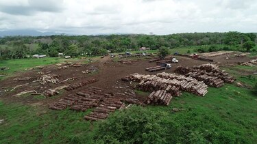 Miambiente aprueba talar árboles en vías de extinción
