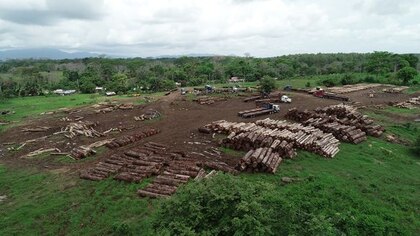 Miambiente aprueba talar árboles en vías de extinción