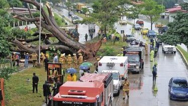 Presentan denuncia por muerte de menor tras caída de árbol