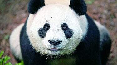 Decodifican lenguaje de pandas