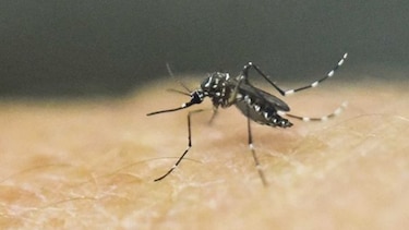 Dos personas muertas por dengue en la provincia de Colón