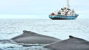 Japón seguirá con su programa de caza de ballenas