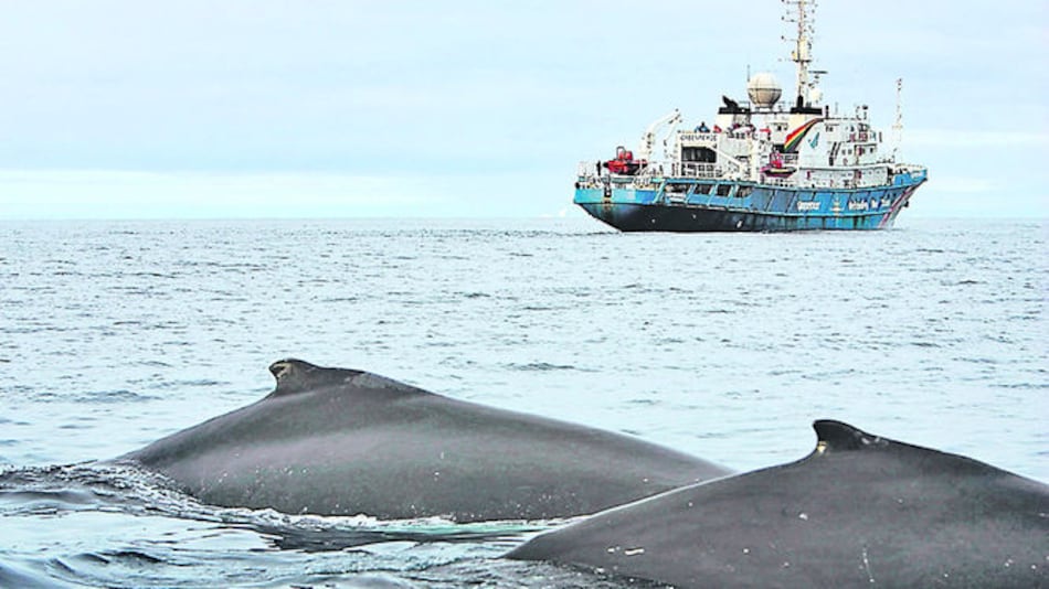 Japón seguirá con su programa de caza de ballenas