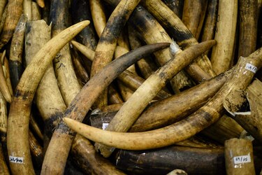 Hong Kong prohibe la venta de marfil