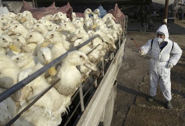 Aparece cepa mutante de gripe aviaria en Asia