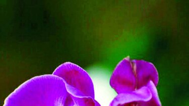 Boquete se prepara para la feria Expo Orquídeas 2015