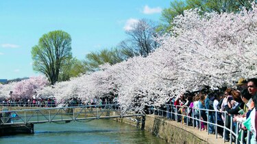 Sakura: efímera belleza en Washington DC