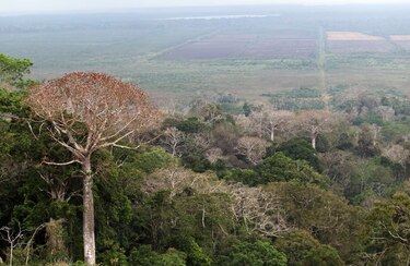 Devastan humedal más grande del país