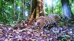Más acciones para proteger a los jaguares