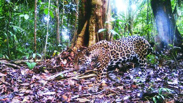 Más acciones para proteger a los jaguares