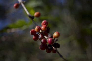Nueva planta de café resistente a la roya da esperanza al gremio guatemalteco