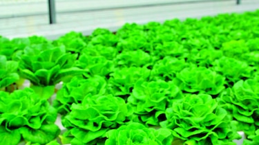 Tiempo de invernaderos