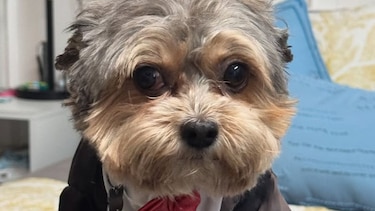 Muere Bruno, el perro de Ricardo Martinelli