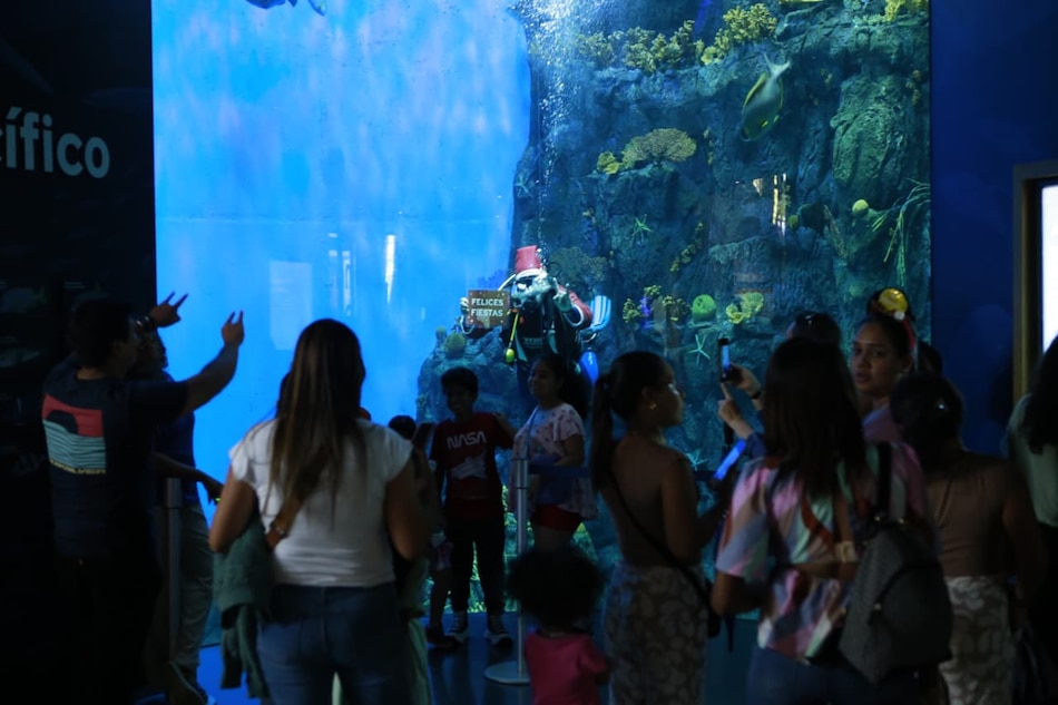 Navidad bajo el agua: buzos y peces protagonizan jornada especial en el Biomuseo