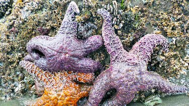 Termina muerte de estrellas de mar en costa oeste
