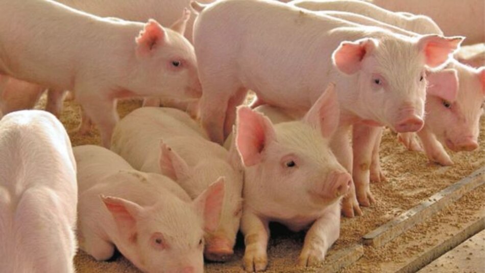 Producción de carne de cerdo se dinamiza en trimestre