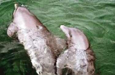 Charla sobre delfines