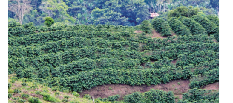 Geisha se acerca a la perfección