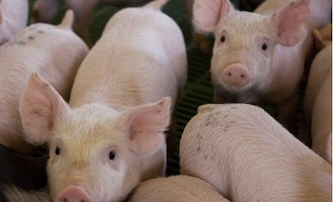 Alza de precios arriesga consumo de cerdo en China
