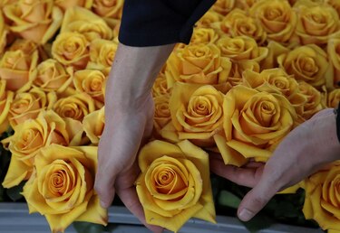 Ecuador tiñe rosas que duran mucho más allá de San Valentín