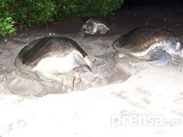 En Los Santos denuncian venta ilegal de huevos de tortuga