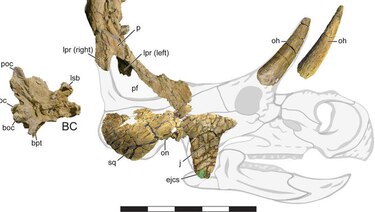 Descubren nueva especie de dinosaurio con cuatro cuernos