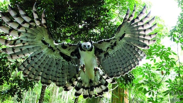 Inventario de flora y fauna