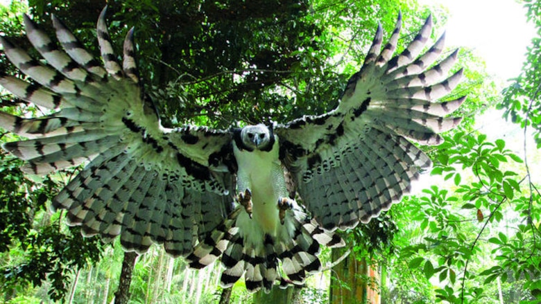 Inventario de flora y fauna