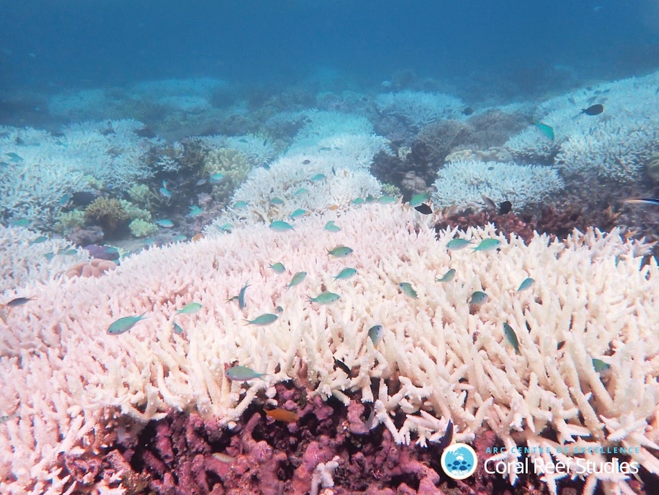 La Gran Barrera de Coral parece un ‘tablero de ajedrez’ blanqueado