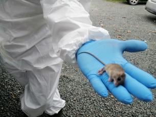 Panamá enfrenta desafíos ante aumento de casos de hantavirus en América