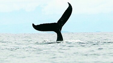 En el hogar de las ballenas